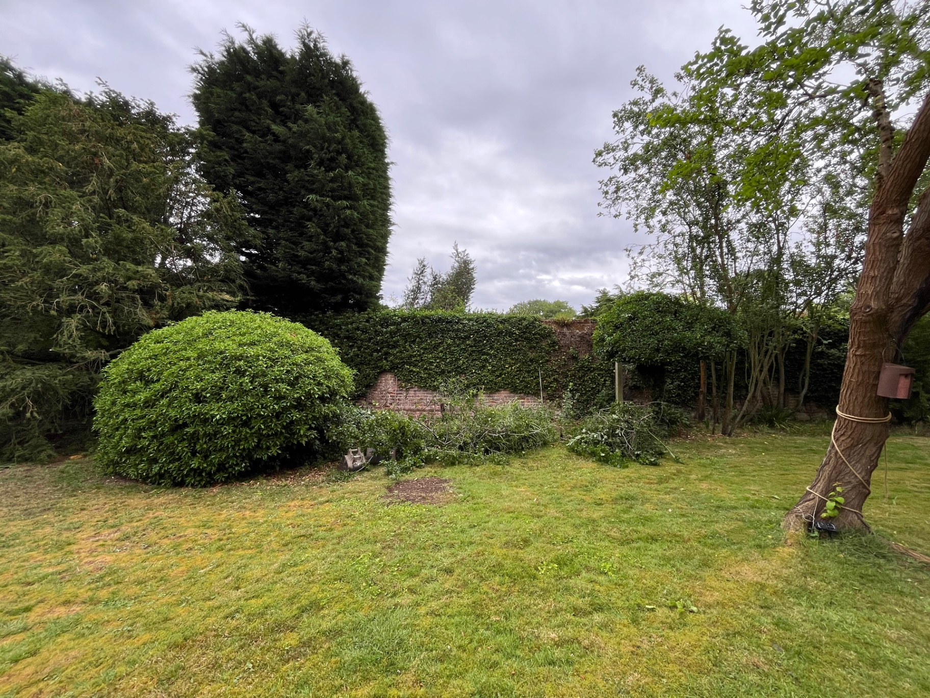 Overgrown rear lawn before porcelain patio and oak gazebo works in Godmanchester, Cambridgeshire