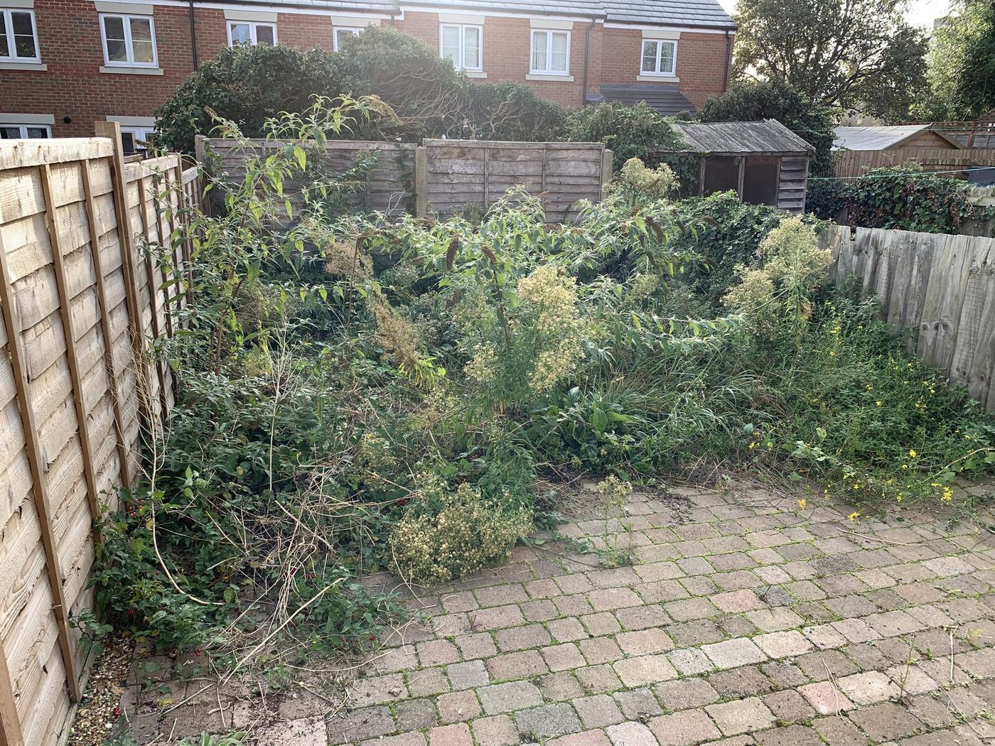 Bedford rear garden before landscaping - tired lawn and overgrown borders by Arcadia Build & Landscape