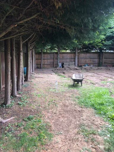 Dry, patchy lawn in Turvey, Bedfordshire before artificial grass installation by Arcadia Build & Landscape